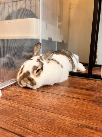 弊社限定　メゾネット　デザイナーズ部屋