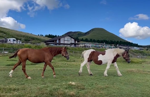 ★箱崎店のブログ★(乗馬🐎)