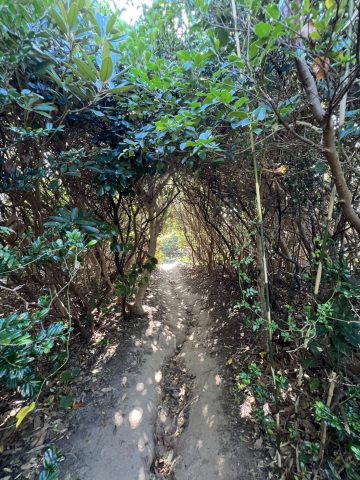 ★箱崎店のブログ★(自然🌳 )